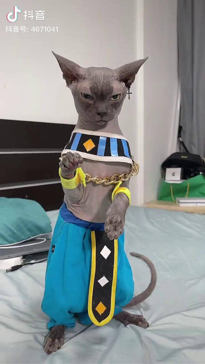 斯芬克斯无毛猫 猫咪的迷惑行为 爱宠治愈季