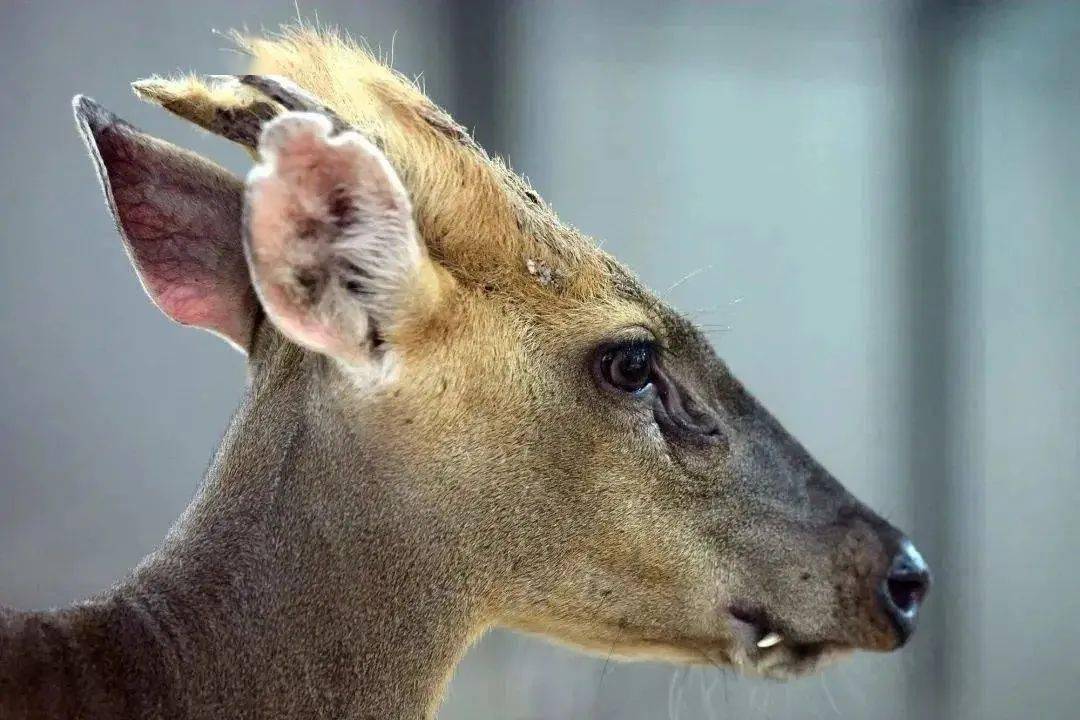 有那么几分像电影里的"吸血鬼"嘴角的一截尖牙一露出来我脸蛋小巧可爱