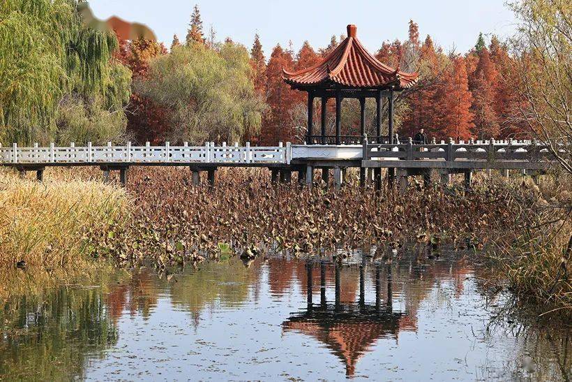 大縱湖溼地公園,超讚的親子旅遊勝地(5)_棧道_湖泊_杉樹