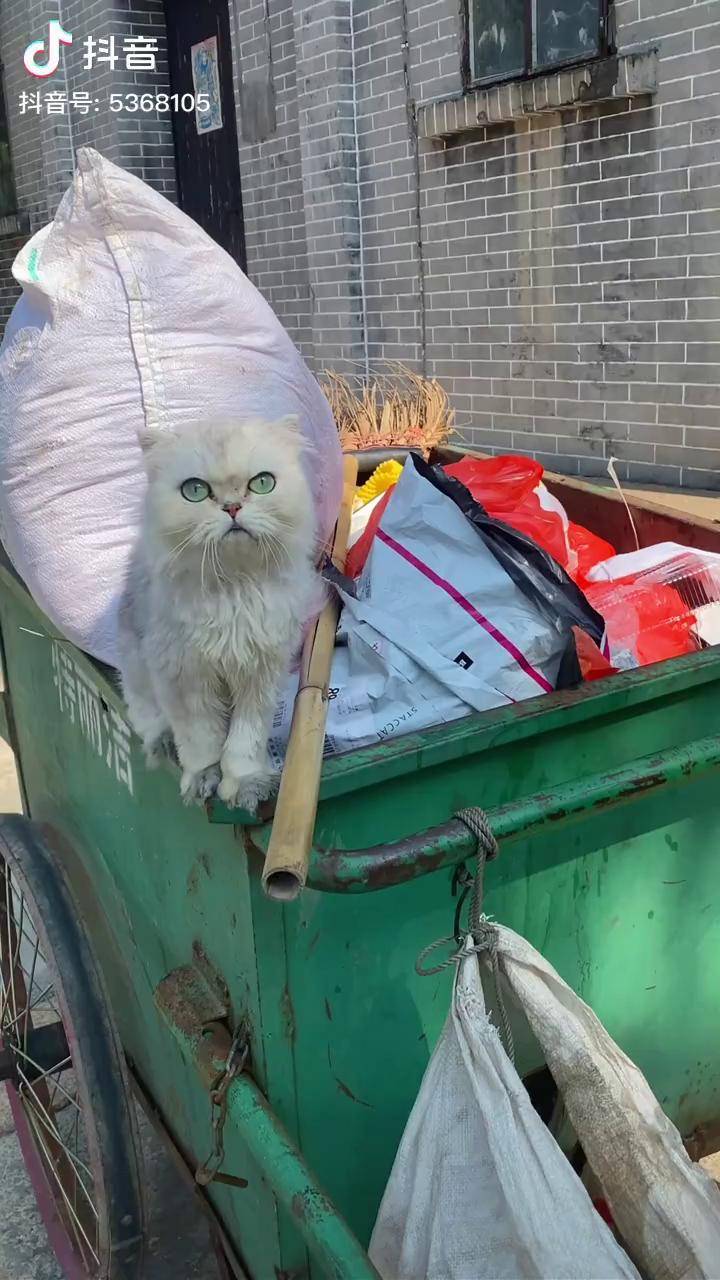 猫咪说话太逗了[捂脸] 马骝仔 马骝仔搞笑外公与小白
