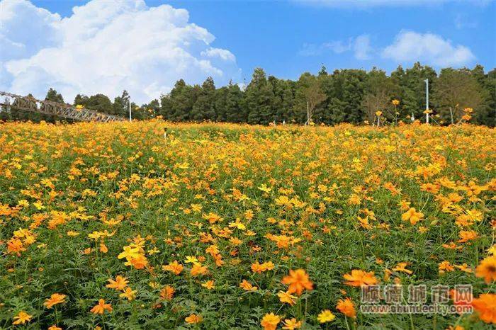 顺德这片花海居然藏着一座历史遗迹._乌洲_粮库_冬日