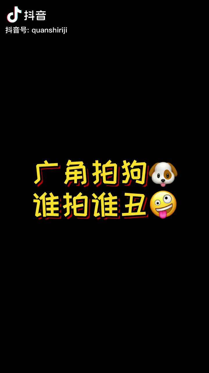 柯基 萌宠 dou上热门 广角拍狗谁拍谁丑 是时候牛气一回 萌宠出道计划