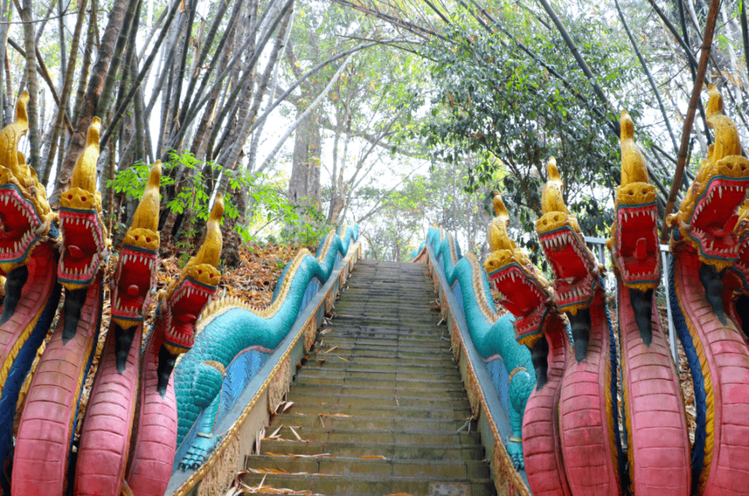 中缅疆域游丨独树成林景区快活林露营地