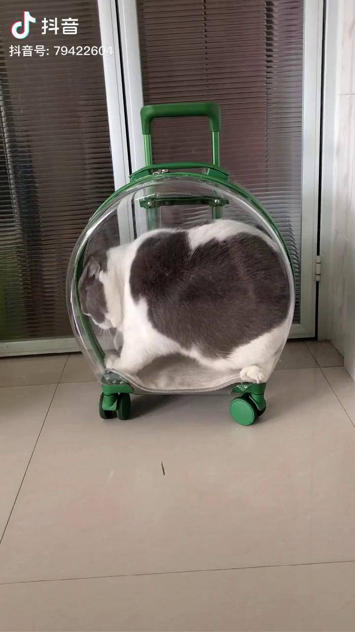 猫是水做的,转身都要翻跟头了 dou 小助手