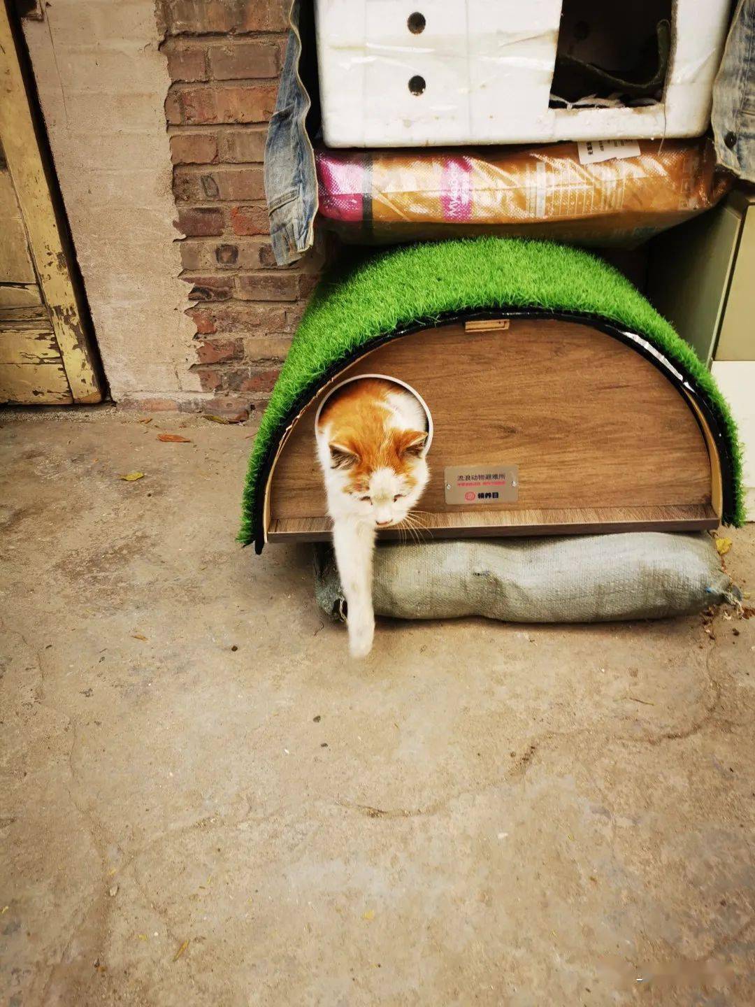 2022暖冬猫窝后序
