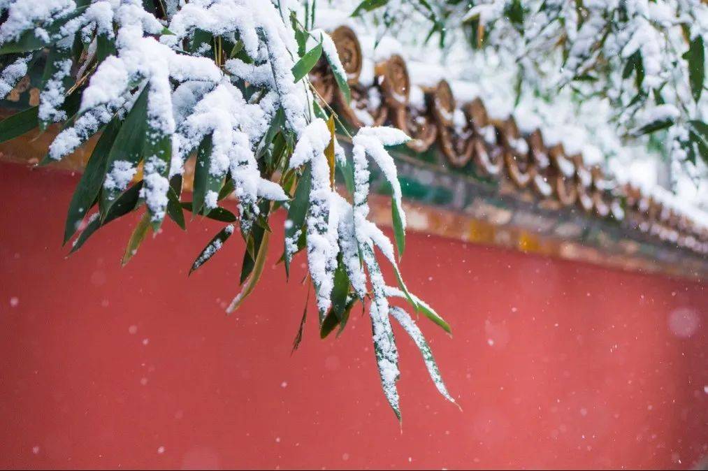 听说| 上海下雪啦,我的《甄嬛传》dna动了!_梅花_白雪_东航