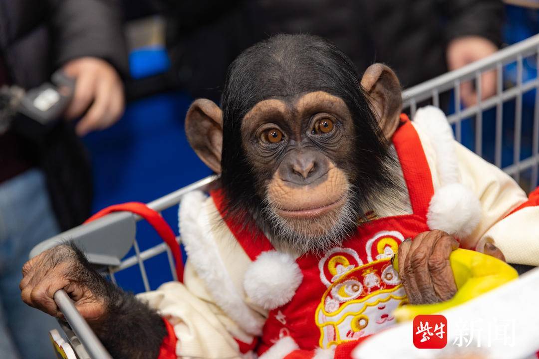 視頻丨無錫動物園的明星動物,也在忙買