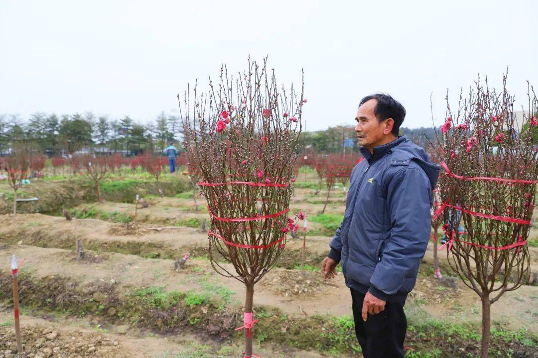 萬頃洋百合花種植基地以及獅山鎮千畝桃花種植基地等花卉種植基地,