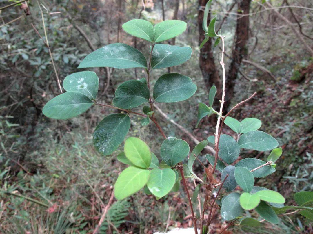 忍冬科的苦糖果喜欢生长在岩壁环境中,花期在每年的2月份,它是郁香