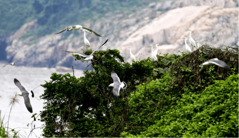 美丽城镇洞头篇:全域海岛各司其美 枕山襟海美美与共_建设_特色_的