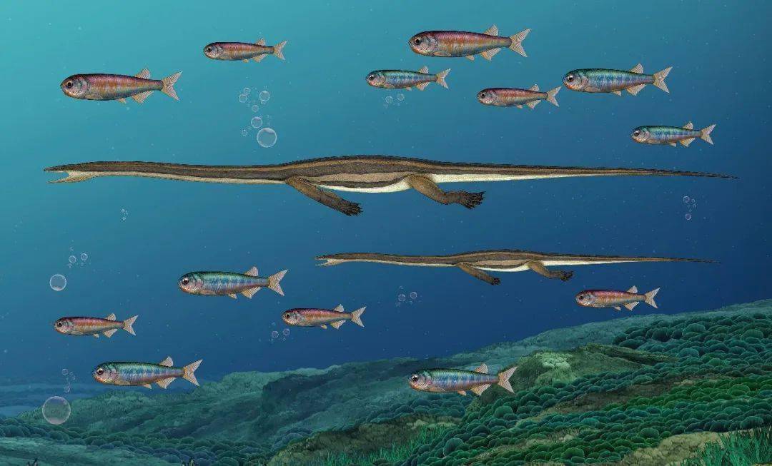 潜龙和狼鳍鱼科学复原图来源:典藏部科学复原图绘制:陈 瑜