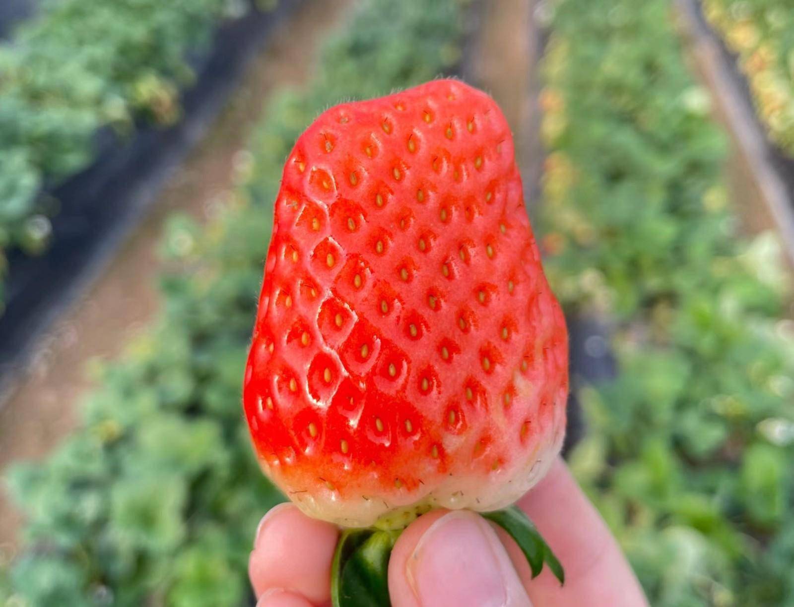 园区种植的草莓品种主要有红颜,天仙醉和贵妃,每个棚里都配备了2个管