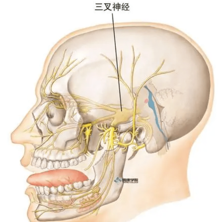 脑回压迹图片