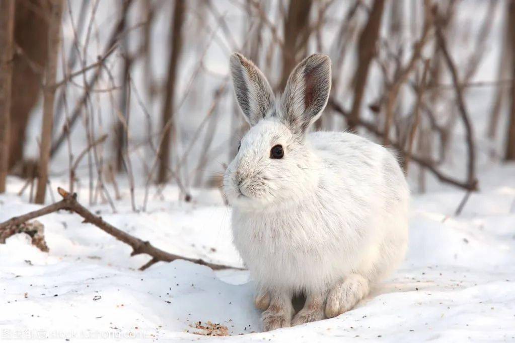 雪兔图片大全大图图片