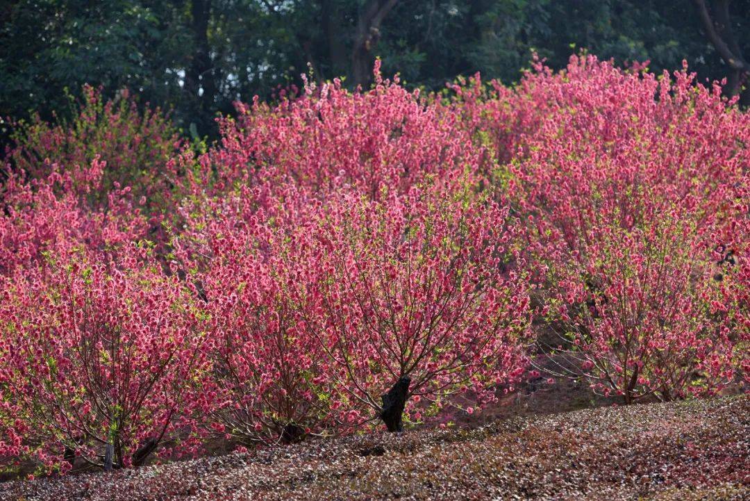 南海芳菲，已入佳期！各色花海打卡指南→