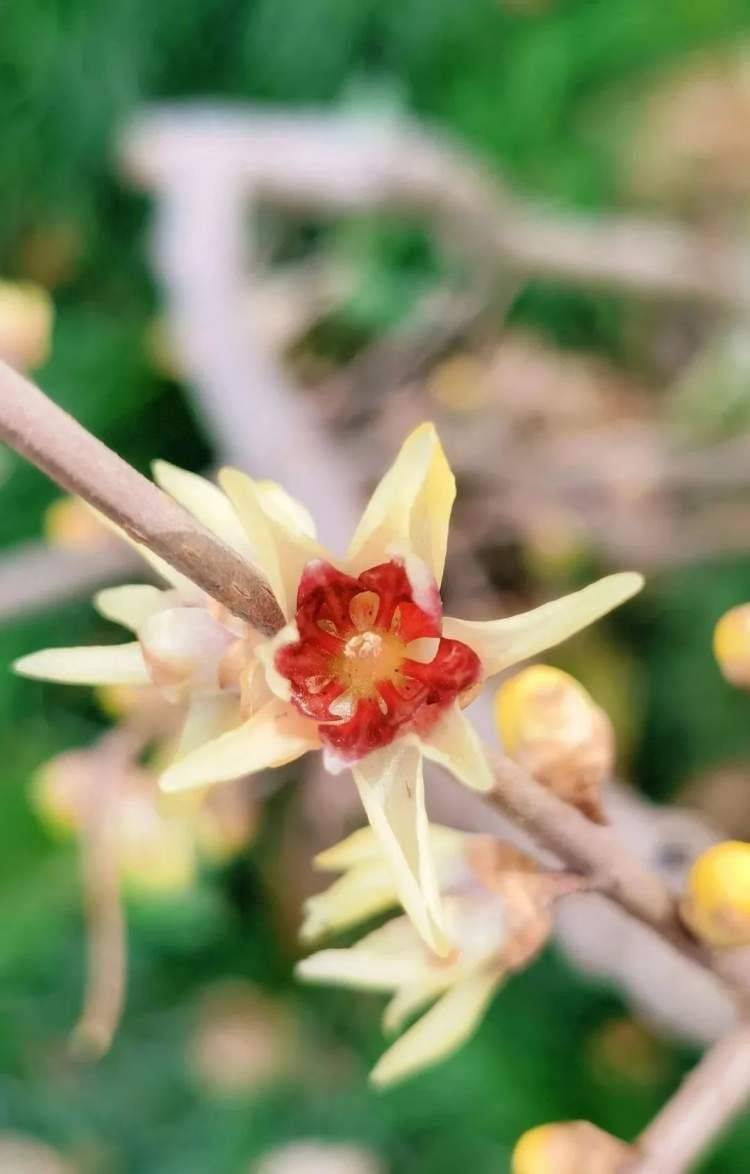 東安公園的紅心臘梅是狗蠅臘梅品種群之一,又名狗牙臘梅,九英臘梅,它