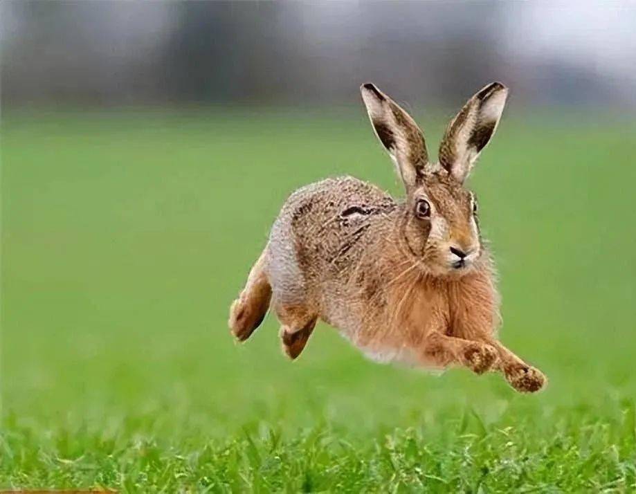 兔年说兔,十二首诗词,说不尽兔儿的可爱,道不尽中华兔儿文化_兔子