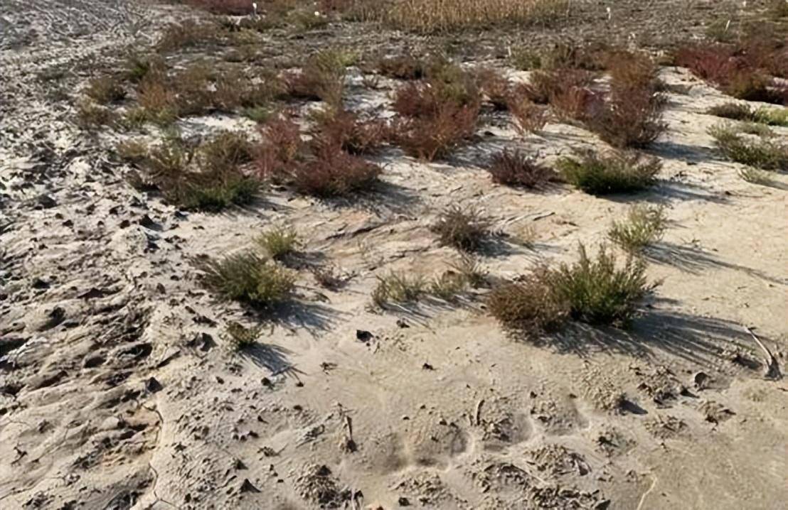 盐碱地上"新农民" :把热爱播撒在齐鲁大地_东营_杨浩_种植