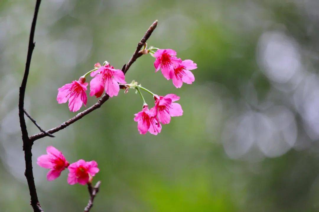 鳌峰山丛林公园樱花园百花盛放！太美了···