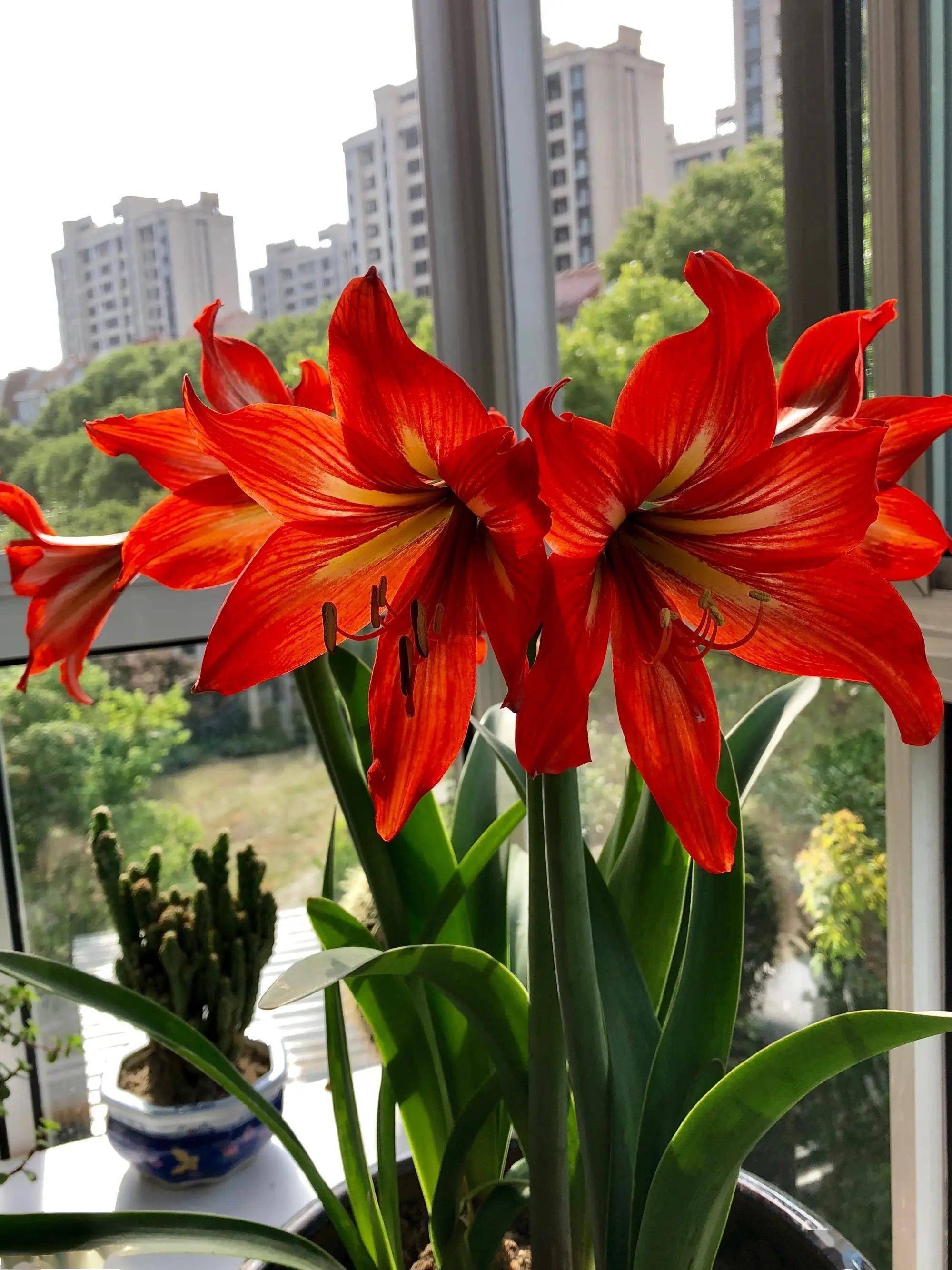 朱顶红的花色很多,正月里面我们可以选择一些大红色的花儿,这样放在