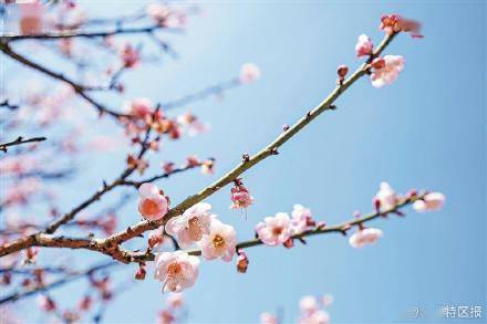 深圳千亩梅园花开正艳