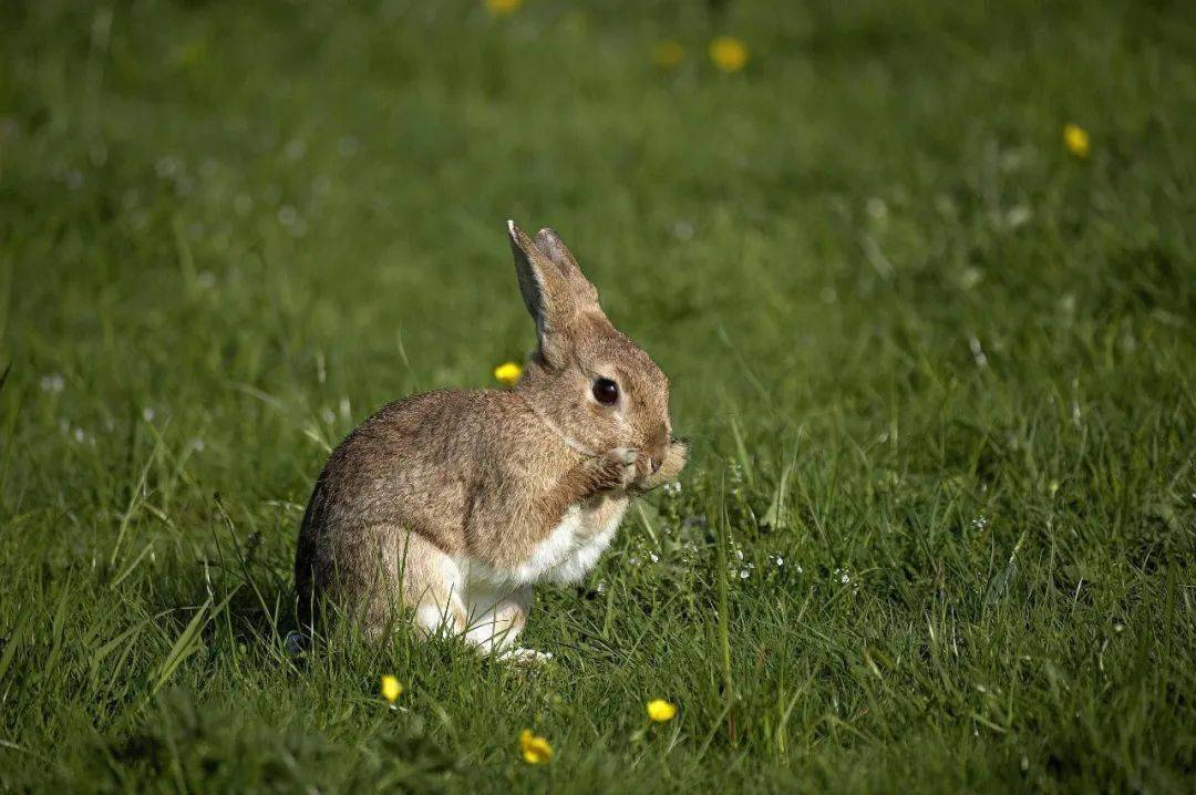 兔子这个家族可不简单哦!_野兔_家兔_欧洲