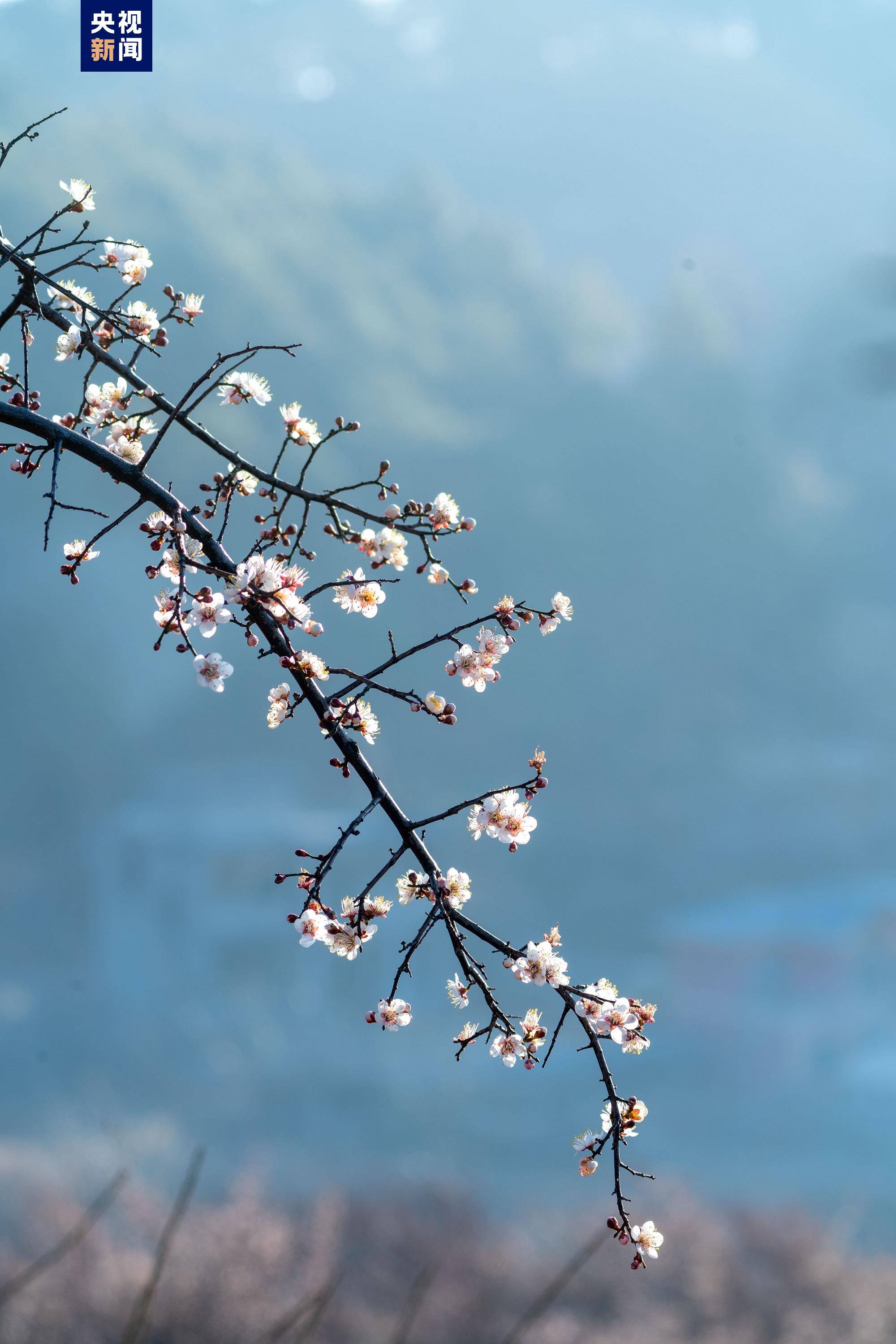 梅树图片大全大图图片