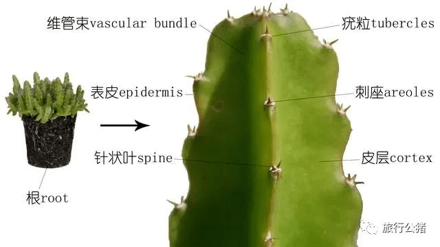 仙人掌的结构示意图图片