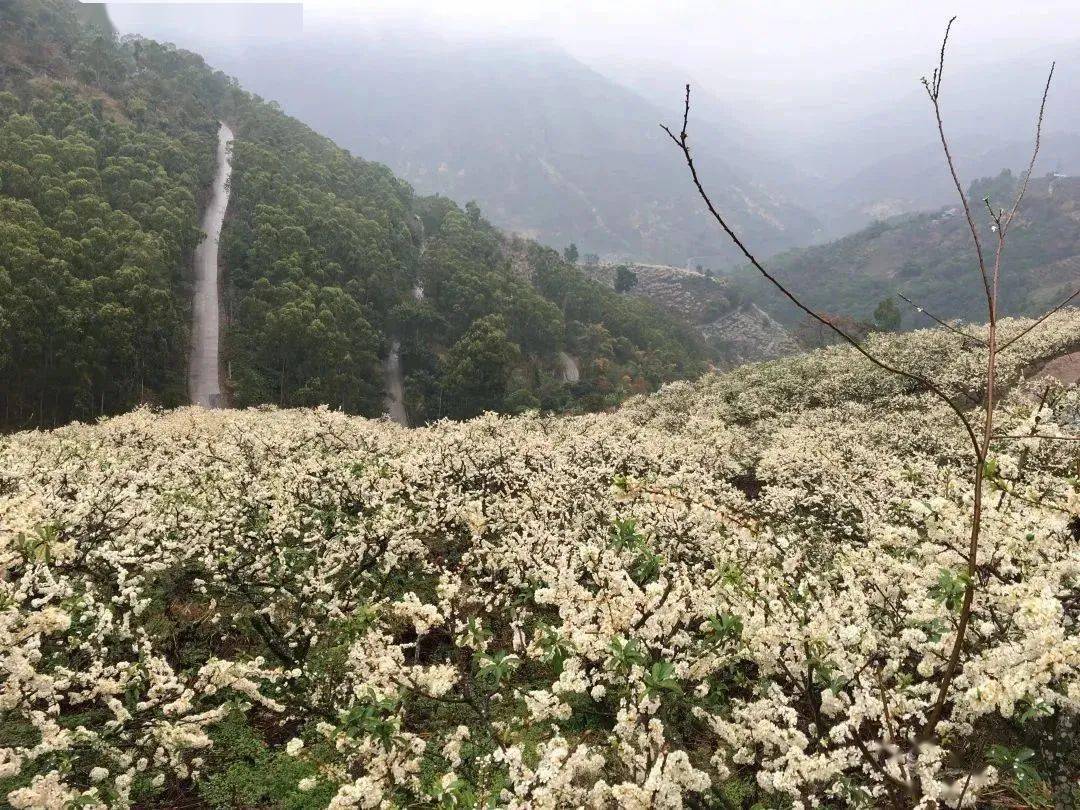 喜乐元宵游玉溪丨那个周末，来元江羊街“赏雪”