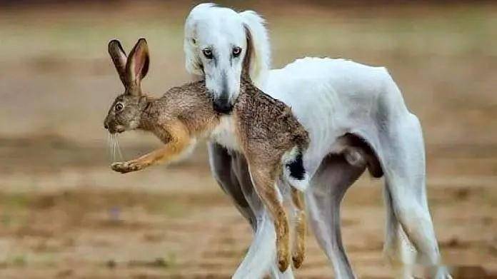 到底对谁有坏处?网友:傻狗追兔子_平台_惩罚_东西