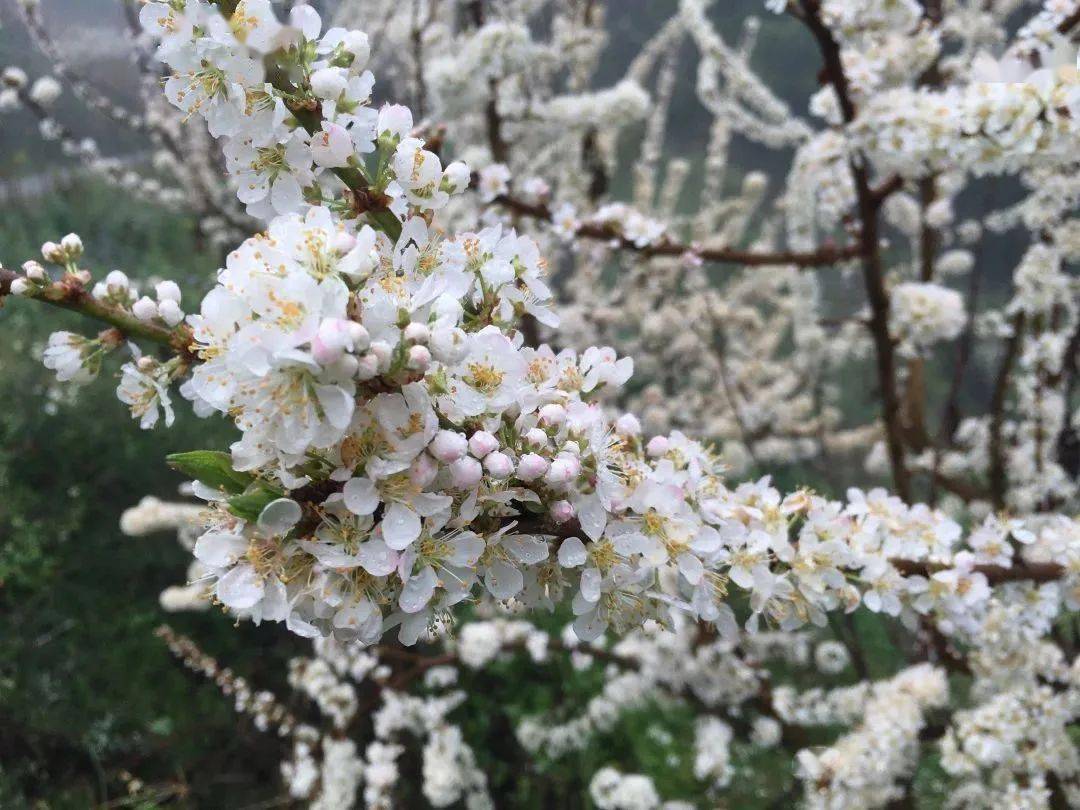 喜乐元宵游玉溪丨那个周末，来元江羊街“赏雪”