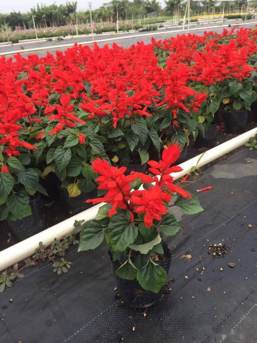 阳台稍难养花卉一串红盆栽经验_开花_小花_植株