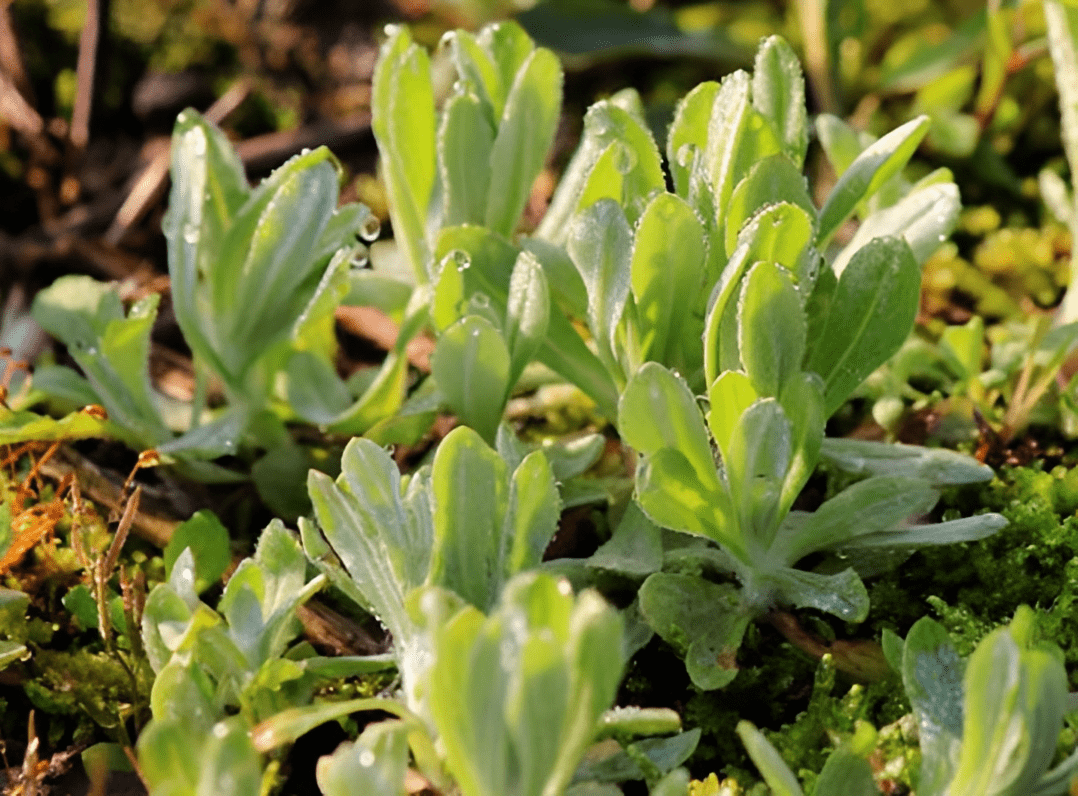 大名是鼠曲草,被公认为"止咳草",长出1棵就被挖1棵,十分珍贵_植物