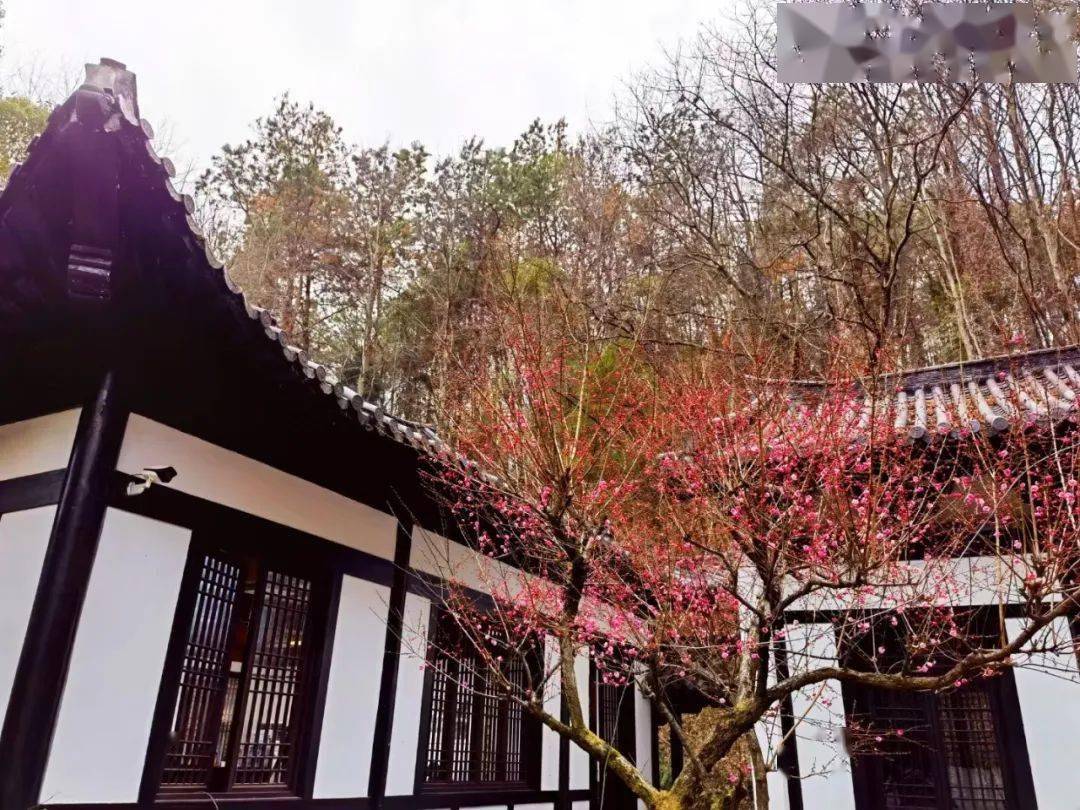 天柱山:红梅花开报春来_潜山_发展_文化园