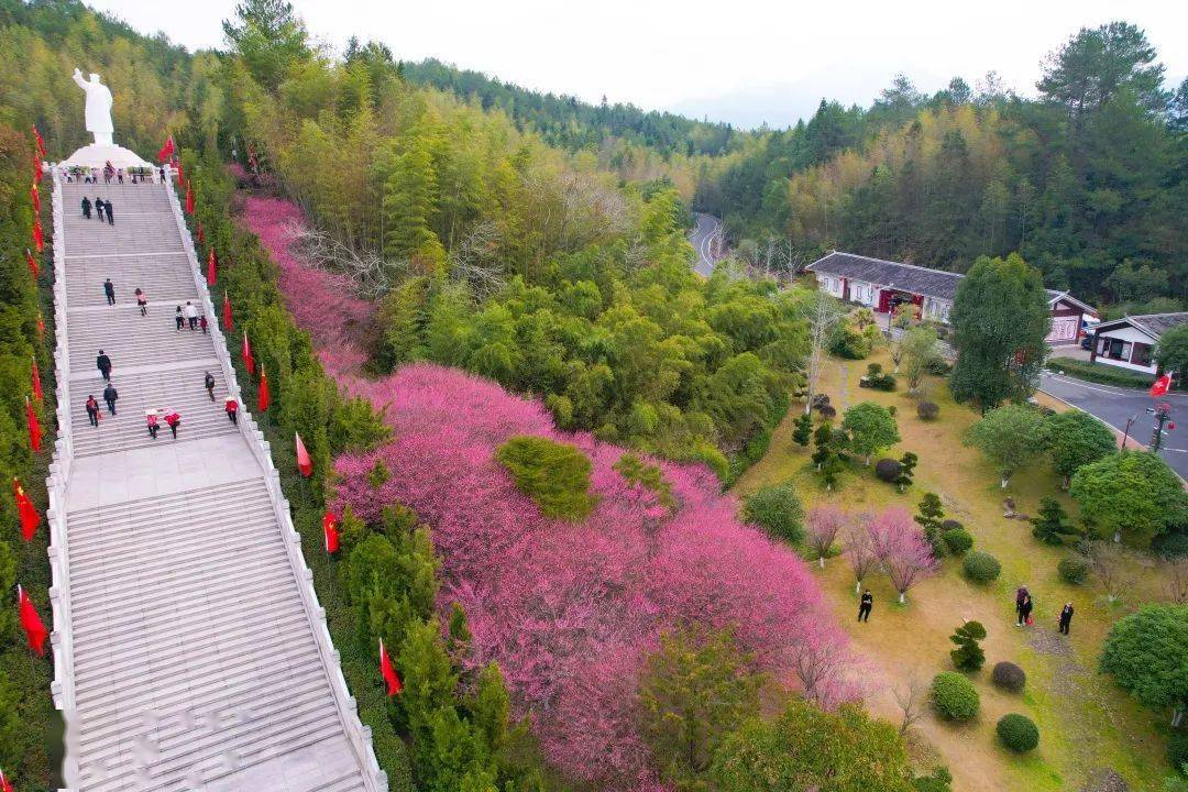 【春暖花开游龙岩】元宵佳节百花开,古田梅花山景区踏春赏花好时节