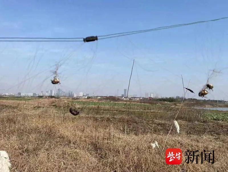 麻雀,画眉,野鸡,野鸭等动物都属于国家保护类的野生动物,猎杀或者销售