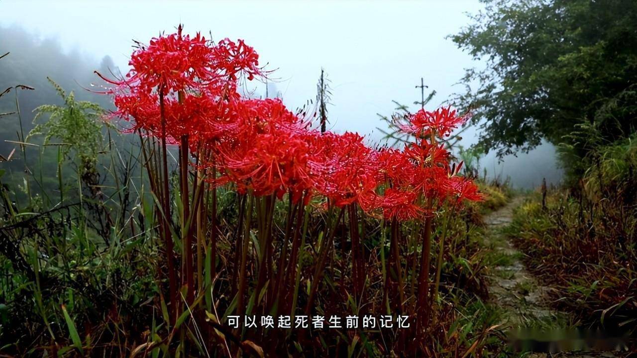 彼岸花发芽开花全过程图片