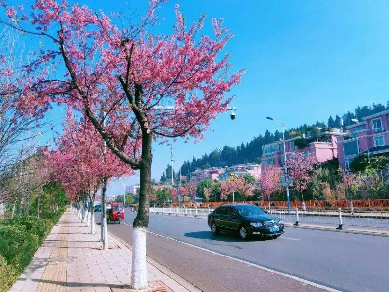 00:00:00:00位于玉山城的樱花小道是出片的宝藏地,这里空气清新,安静