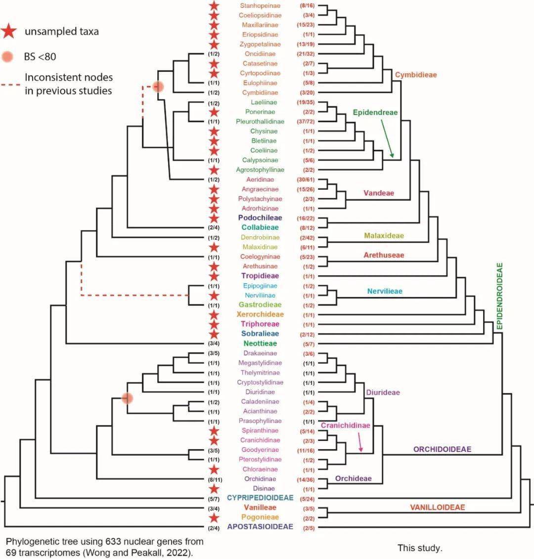 马红教授团队及合作者利用转录组数据重建目前最大规模的兰科系统发育树并提出附生兰科植物演化的新观点_研究_物种_分析