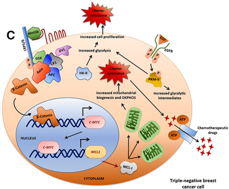 解密乳腺癌耐药机制：代谢与DNA损伤修复的相互作用_治疗_肿瘤_细胞