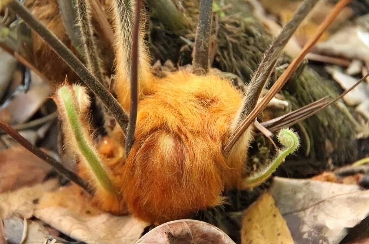 金毛狗蕨(学名:cibotium barometz (linn.) j. sm.