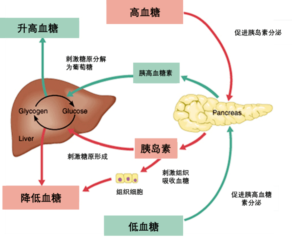 胰岛素分泌时相图片