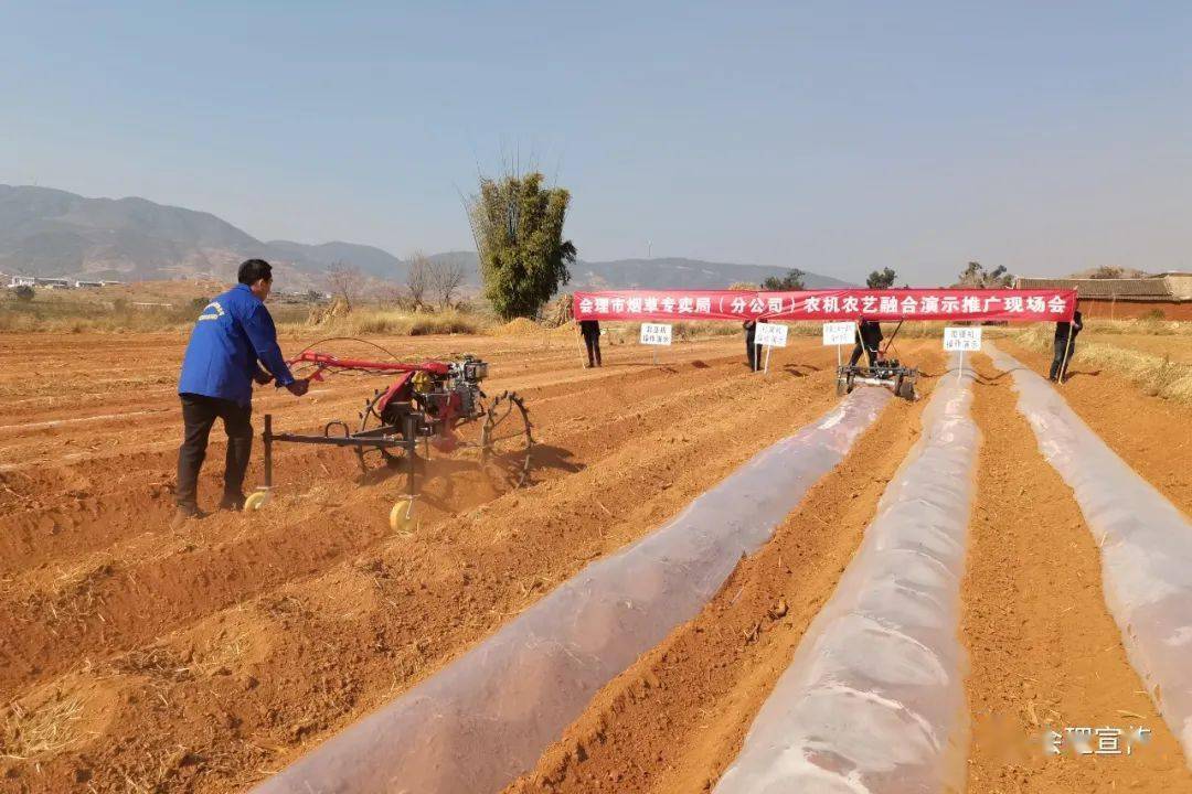 在黎溪鎮鹽河村,市菸草專賣局(分公司)煙基辦負責人介紹了烤煙種植