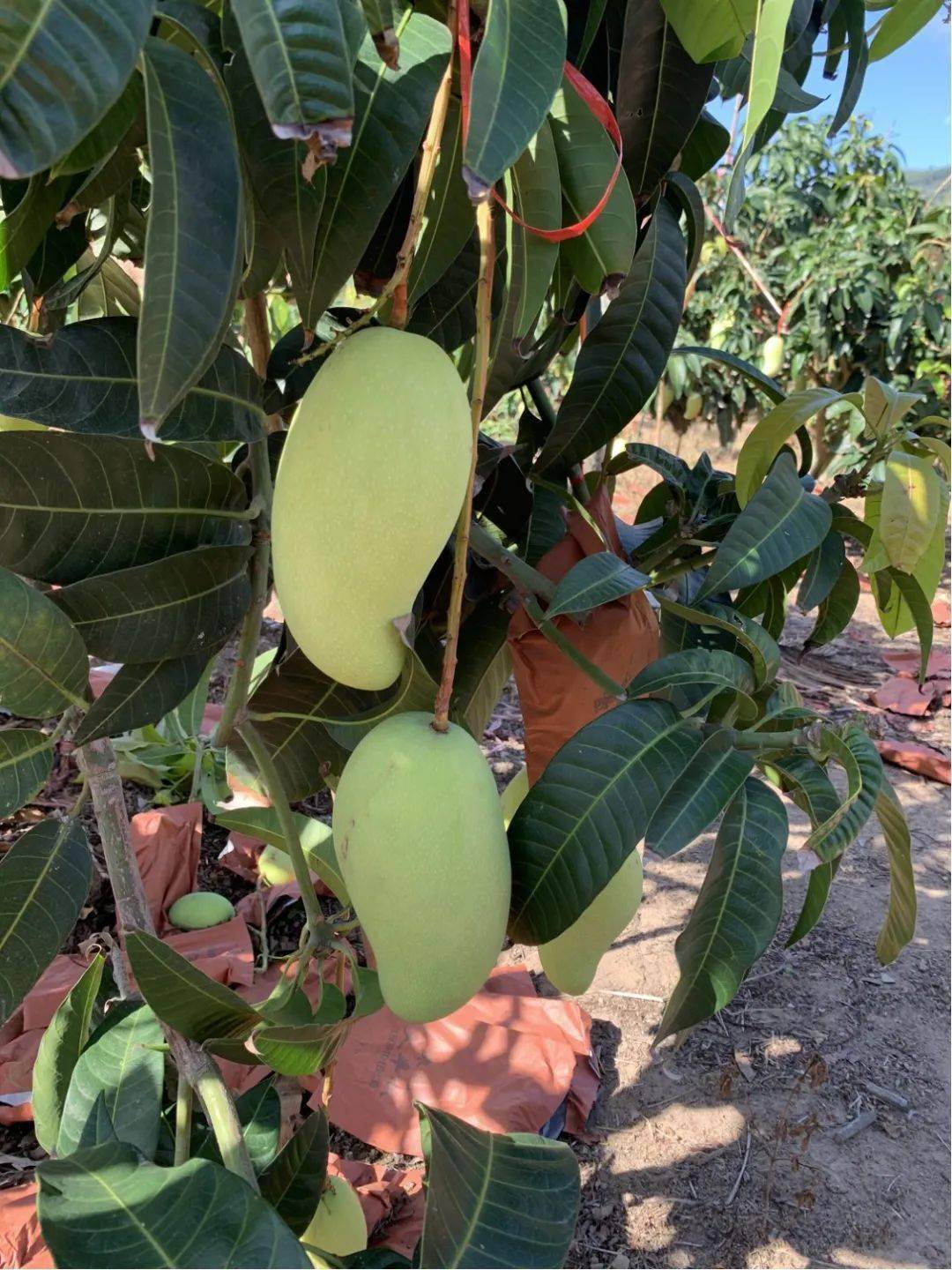 比巴掌还大的海南金煌芒!又大又甜又香又滑,我能把它当饭吃!