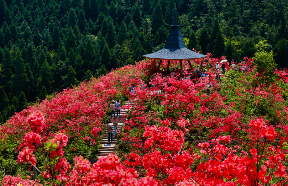 盘峰乡高姥山花期:4月下旬—5月上旬高姥山杜鹃花开是磐安春天到了酣