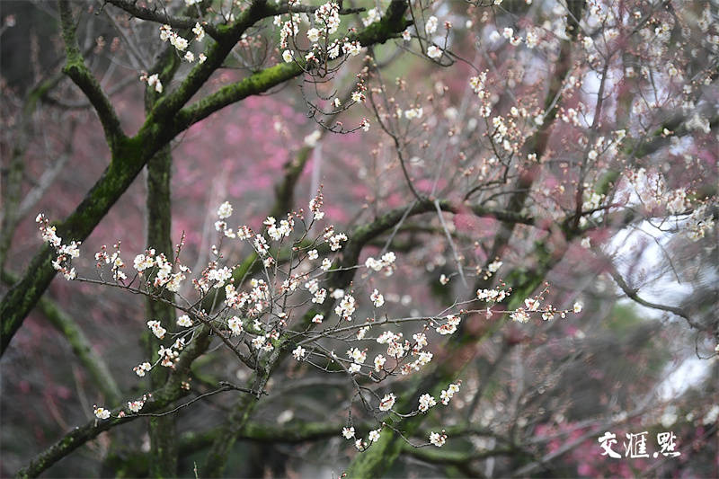 梅花俏枝头！南京玄武湖开启“百花闹春”赏花季