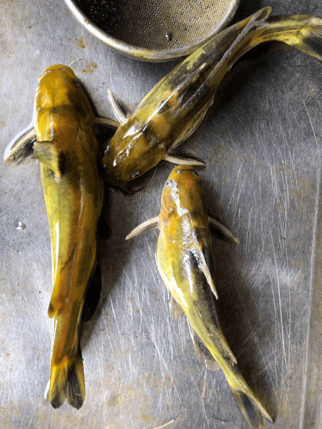 岔尾黄颡鱼-鄱阳湖水产品-图片