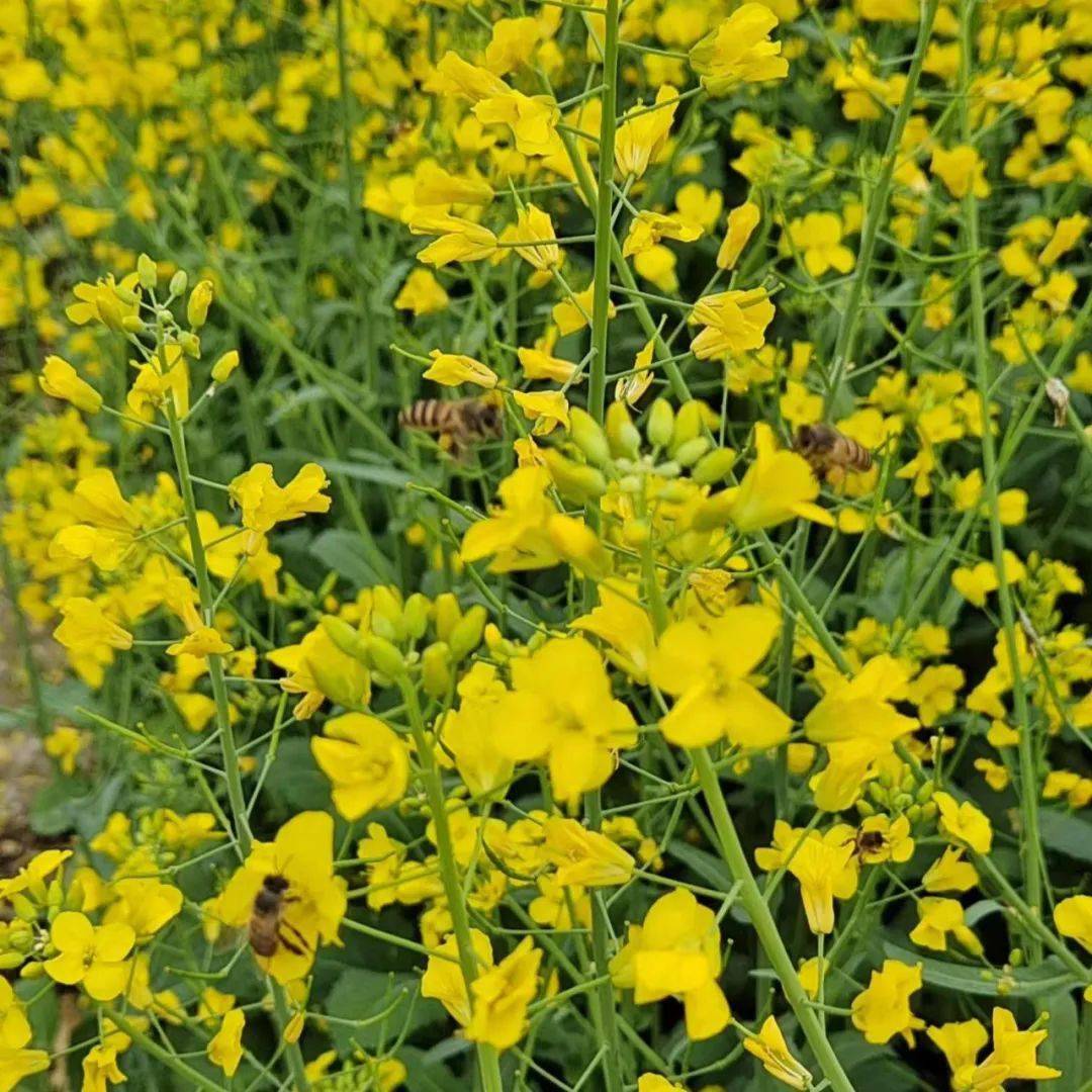 蕉嶺這個網紅梯田油菜花,你去過嗎?_高思_微信_文章