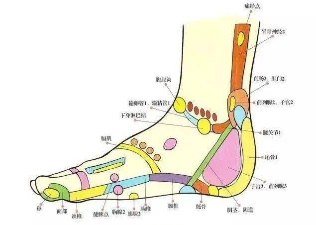 足三阴的排列顺序图图片