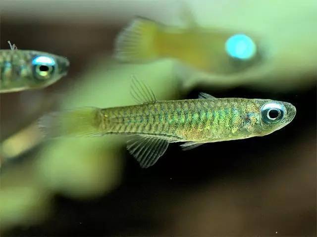 简单认识一下漂亮滴鳉科鱼!_黑珍珠_宝贝_体长